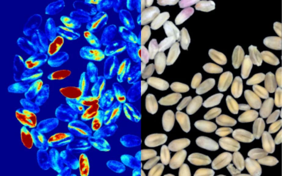 Grãos de trigo com indícios de Fusarium destacados em falsa cor