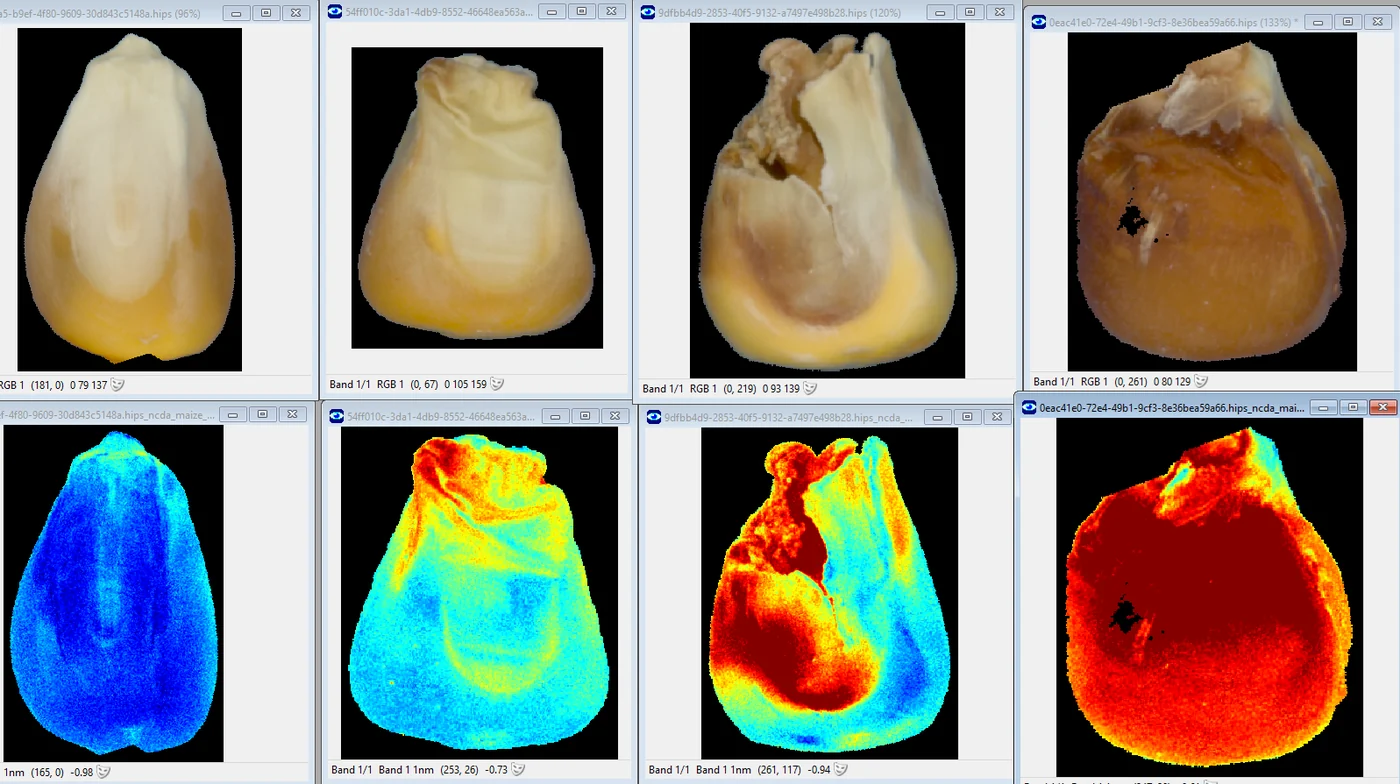 Grãos de milho em imagem convencional e os mesmos grãos em mapa espectral de falsa cor