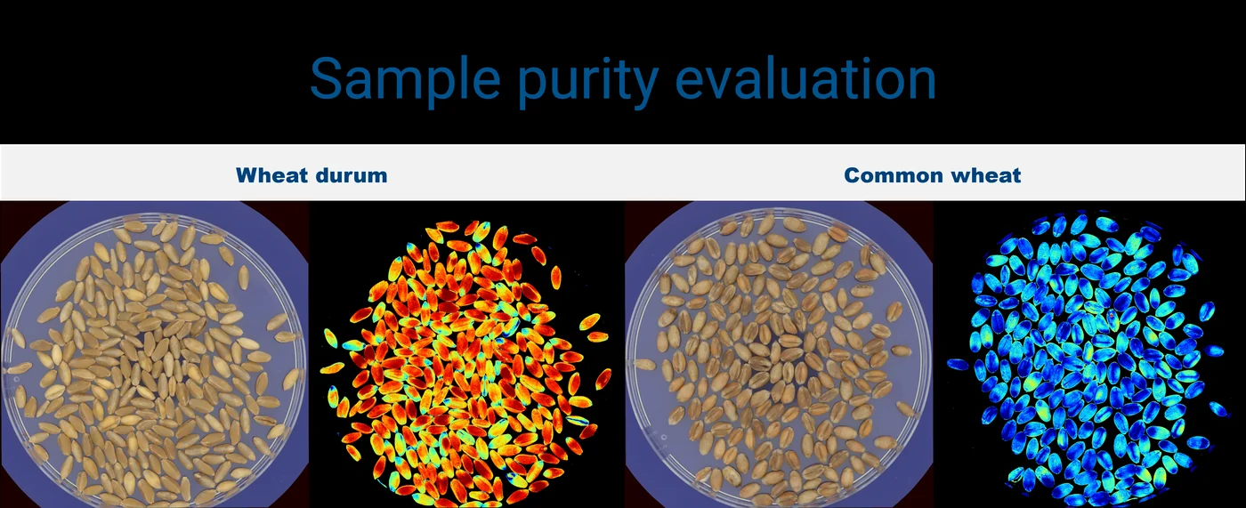 Avaliação de pureza comparando trigo durum e trigo comum em imagem convencional e em falsa cor