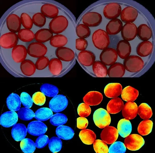 Uvas em imagem convencional e as mesmas uvas em mapa espectral de falsa cor